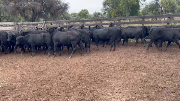 Lote 90 Terneras en Juan José Castelli, Chaco