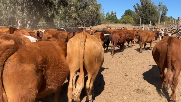 Lote 55 Novillo Engorda en San Antonio, V  Región Valparaíso