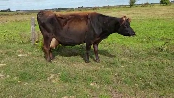 Lote Vacas de Invernada a remate en Pantalla Camy Mayo - Desde La Cuenca 470kg - , San José