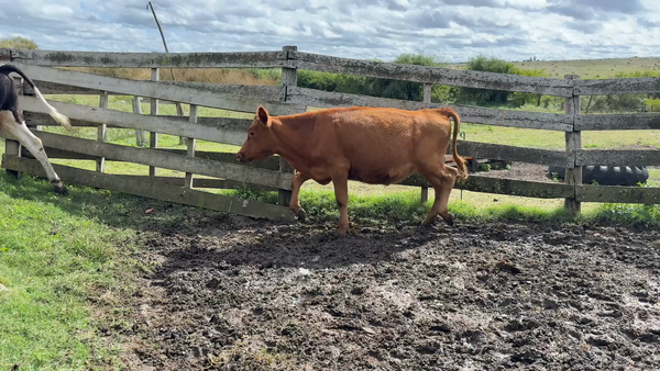 Lote TERNEROS