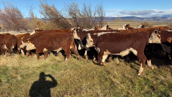 Lote 50 Novillo Engorda en Coyhaique, XI Región Aysén