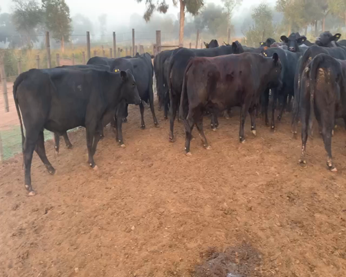 Lote 31 Vaquillonas C/ gtia de preñez en Juan José Castelli, Chaco