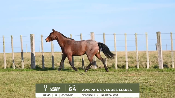 Lote AVISPA DE VERDES MARES