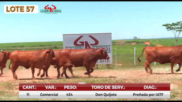 Lote LOTE 57