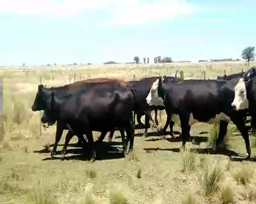 Lote 38 Vacas en Olavarría, Buenos Aires