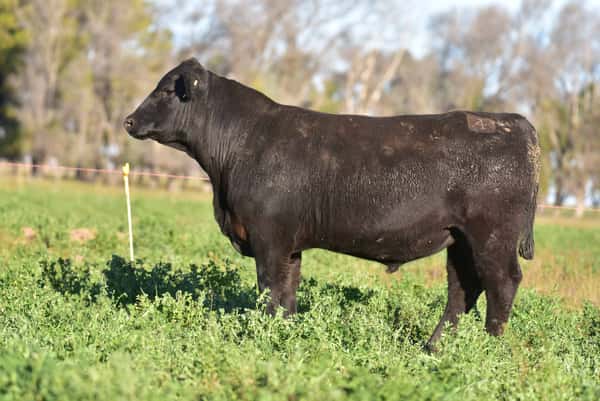 Lote 2 Toros PC