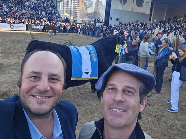 Lote 20 Toros PC