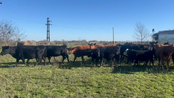 Lote 29 Vacas preñadas en Entre Ríos, Gdor. Mansilla