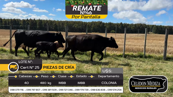 Lote 40 Piezas de cría en Colonia