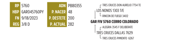 Lote LOTE 21