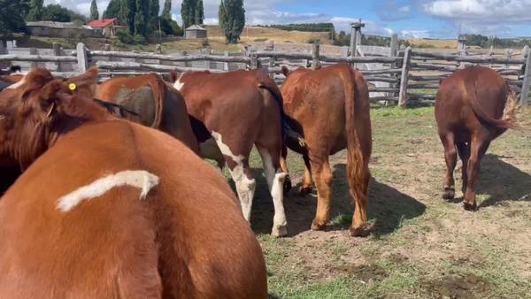 Lote 38 Novillo Gordo en Coyhaique, XI Región Aysén