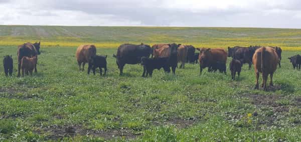 Lote 25 Vacas CUT paridas y vacias en Tandil, Buenos Aires