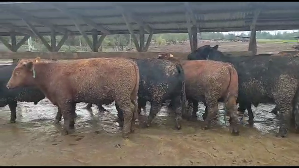 Lote 18 Novillo Gordo en Los Ángeles, VIII Región Biobío
