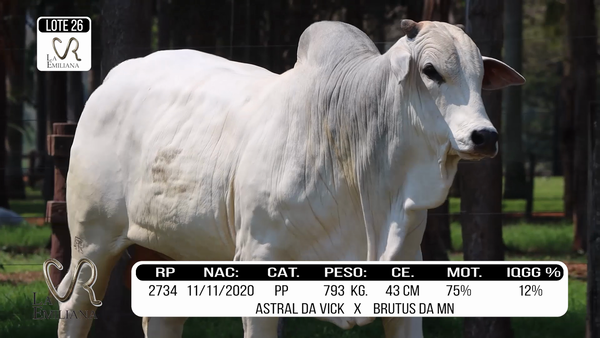 Lote LOTE 26