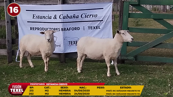 Lote LOTE 16