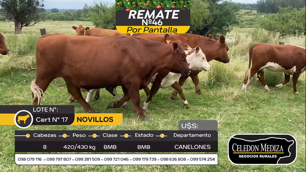 Lote 8 Novillos y vaquillonas 1 a 2 años en Otra Localidad, Canelones