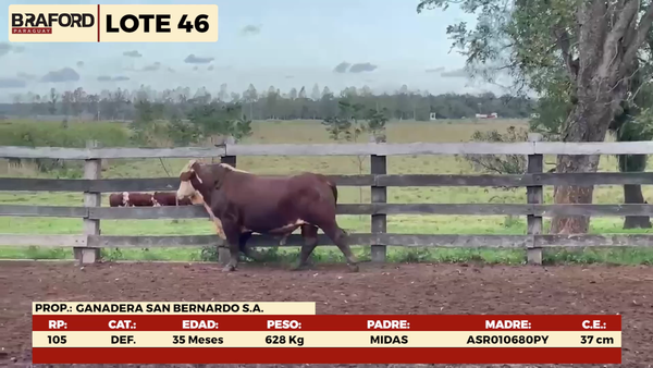 Lote LOTE 46 - MACHOS DE CAMPO