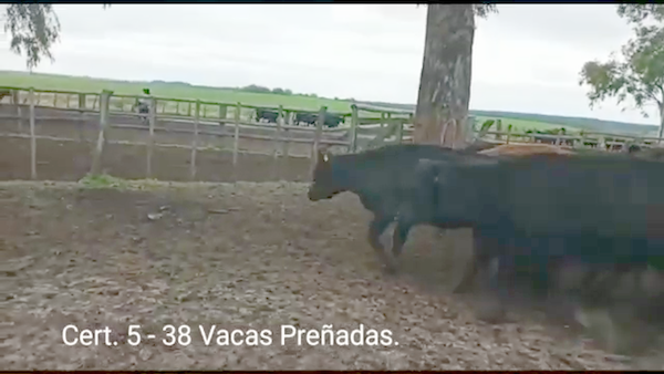 Lote (Vendido)38 Vacas preñadas ANGUS a remate en PANTALLA COCO MORALES 341kg -  en PARAJE RINCON DE PEREZ, RUTA 26 KM 80, A 96 KM DE  PAYSANDU Y A 165KM DE TACUAREMBÓ.