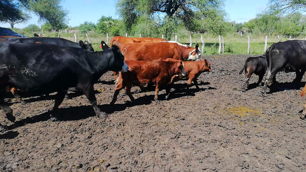Lote 54 Vacas nuevas C/ cria en Federal, Entre Ríos