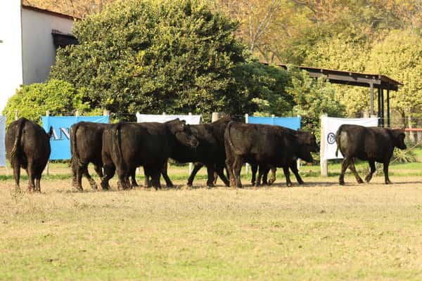 Lote CABAÑA “COEMBOTÁ” de Calderón: 10 VAQUILLAS MAS PREÑADAS