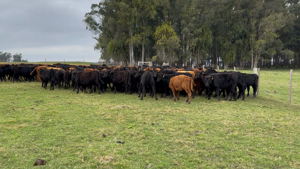 Lote 207 Terneras en Los Feos, Tacuarembó