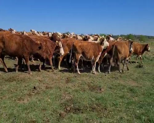 Lote 100 Vacas de invernar en Esquina, Corrientes