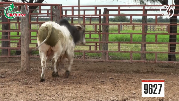 Lote Toros Brahman