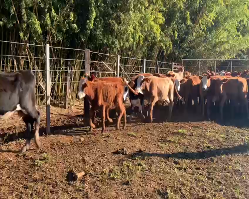Lote 61 Terneras en Santo Tomé, Corrientes