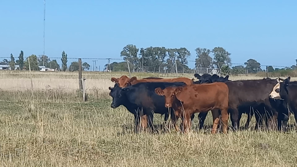 Lote 20 Terneros/as