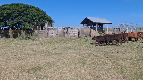 Lote 324 Piezas de cría en Treinta y Tres