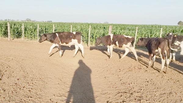 Lote 20 Terneros Holando Argentino en Porteña, Córdoba