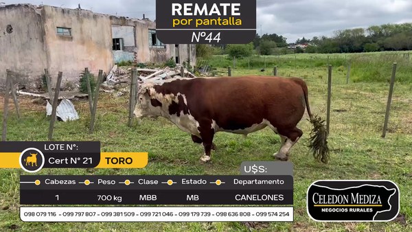 Lote 1 Toros en Canelones