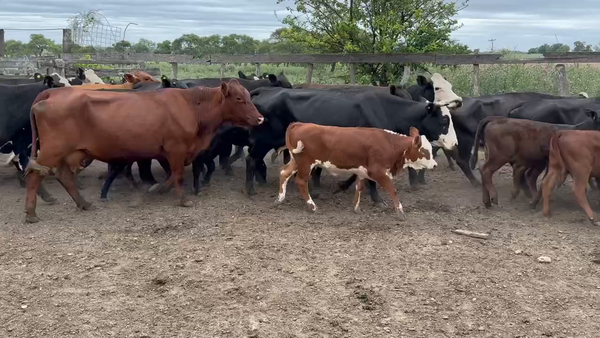 Lote 29 Vacas nuevas C/ cria en Maciá, Entre Ríos