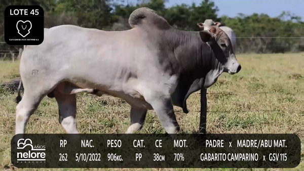 Lote LOTE 45
