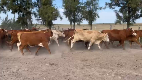 Lote 34 Vacas de invernar en Los Amores, Santa Fe