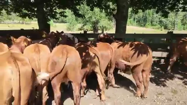 Lote 25 Novillo Engorda en Los Lagos, XIV Región Los Ríos