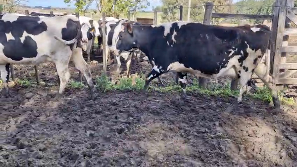Lote 2 Vaca a remate en Pantalla Camy 450kg - , San José