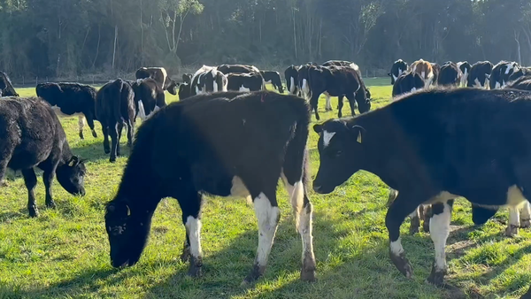 Lote 50 Novillo Engorda en Puerto Varas, X Región Los Lagos