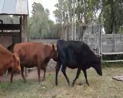 Lote 8 Vacas de invernar en Pellegrini, Buenos Aires
