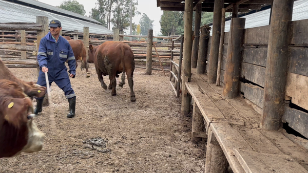 Lote 45 Novillo Gordo en Coihueco,  XVI Región Ñuble
