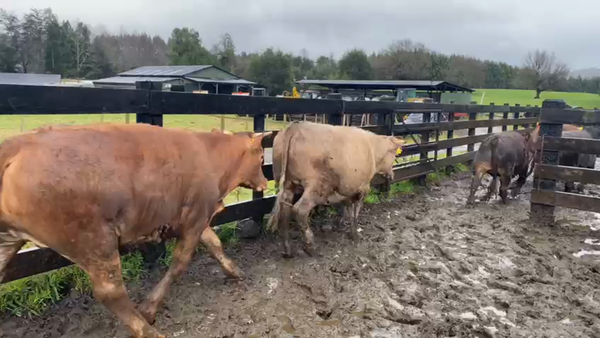 Lote 21 Novillo Gordo en Los Lagos, XIV Región Los Ríos