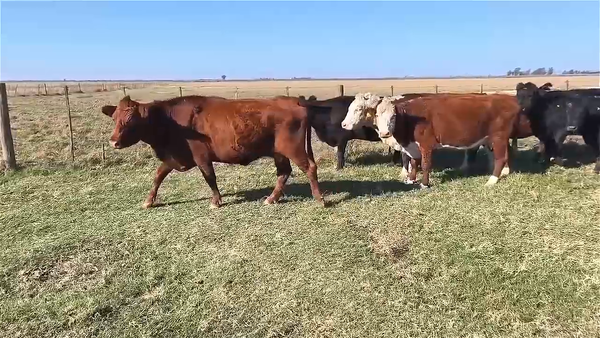 Lote 37 VACAS