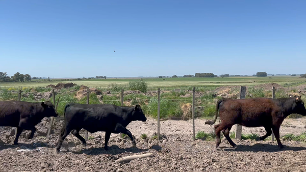 Lote 96 Vaquillonas 1 a 2 años en Puntas de Maciel, Florida