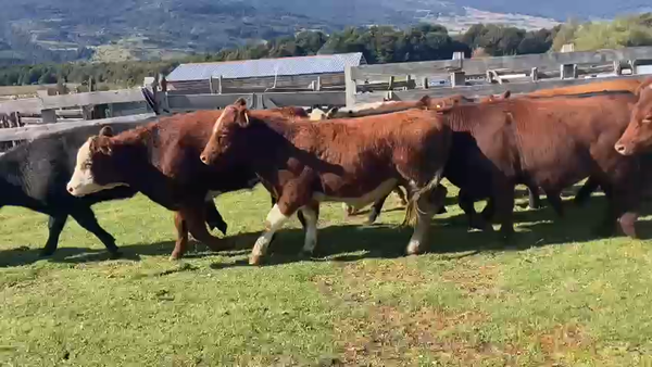 Lote 54 Novillo Engorda en Río Ibáñez, XI Región Aysén