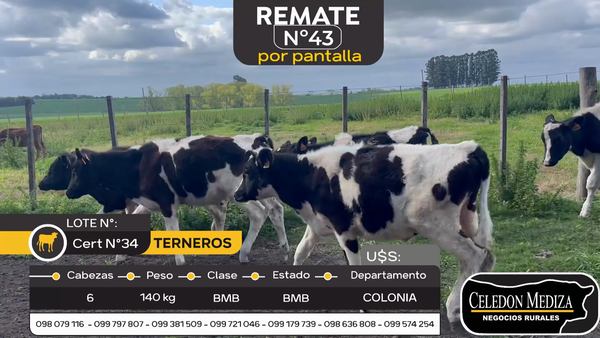 Lote 6 Terneros en Colonia