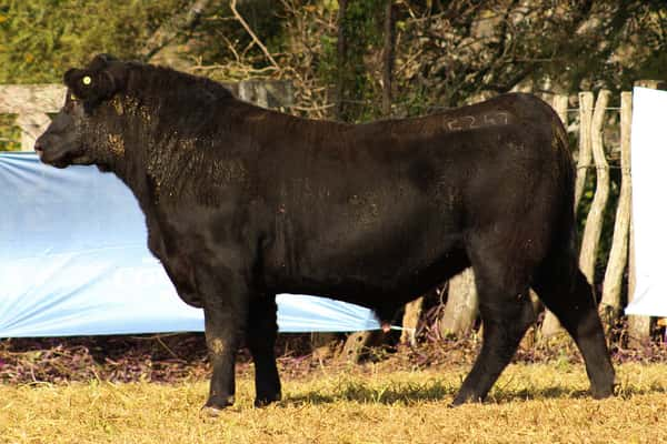 Lote CABAÑA COEMBOTÁ: RP 247