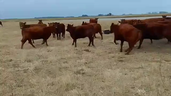 Lote 31 Vacas de invernar en Daireaux, Buenos Aires