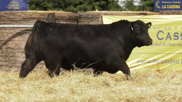 Lote TOROS ABERDEEN ANGUS PP "Gogiato" y "DEAMON"