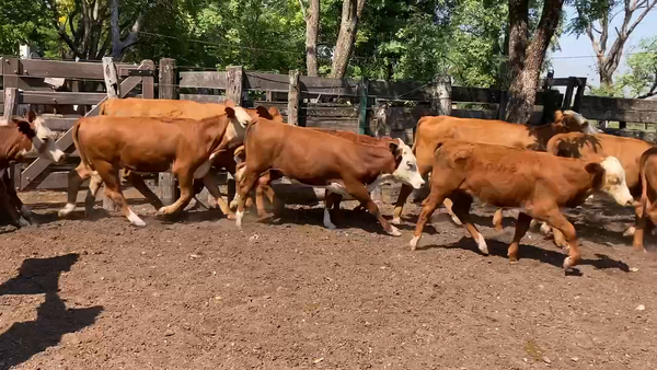 Lote 62 Terneras en Mercedes, Corrientes