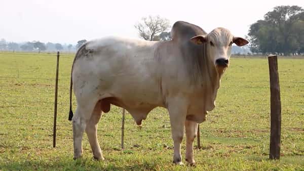 Lote LOTE 30